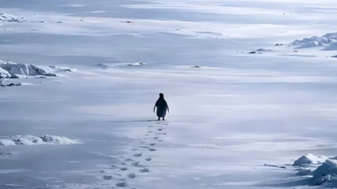 Sosyal Medyayı Sallayan Görüntü: Wernerg Herzog’un “Deli” Pengueni Viral Oldu!